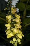 Mahonia japonica Bealei Group RCP2-10 034.jpg